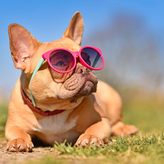 Playful French Bulldog